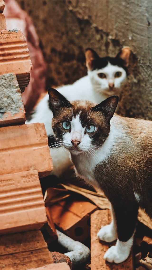 苹果版喵咪某猫vip线路破解教程