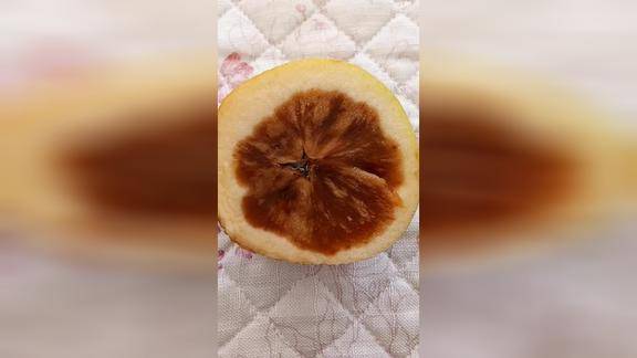 银苹果腐烂版苹果腐烂的原因