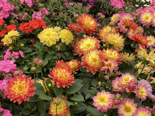 花语月苹果版樱花校园苹果版