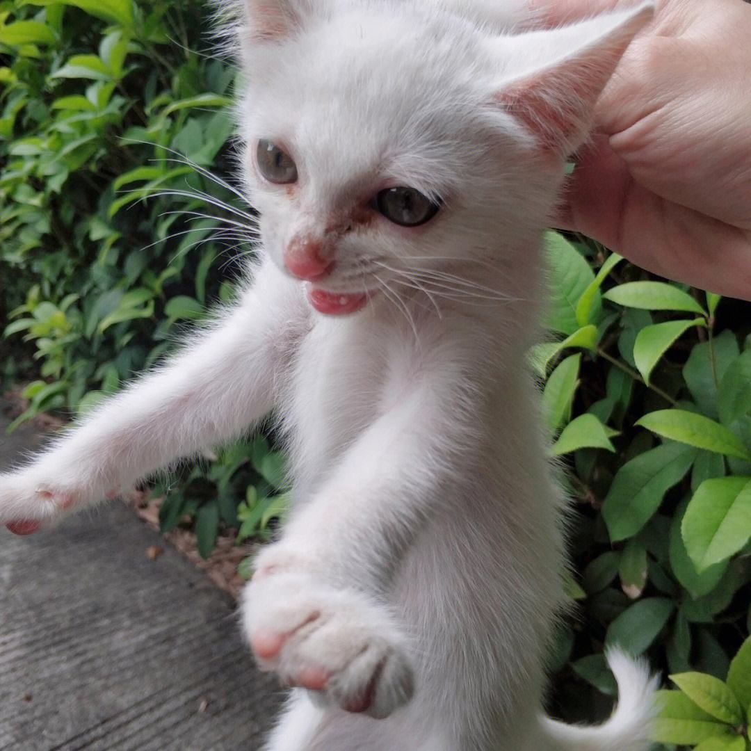猫咪成长记苹果版猫咪赚悬赏平台苹果版