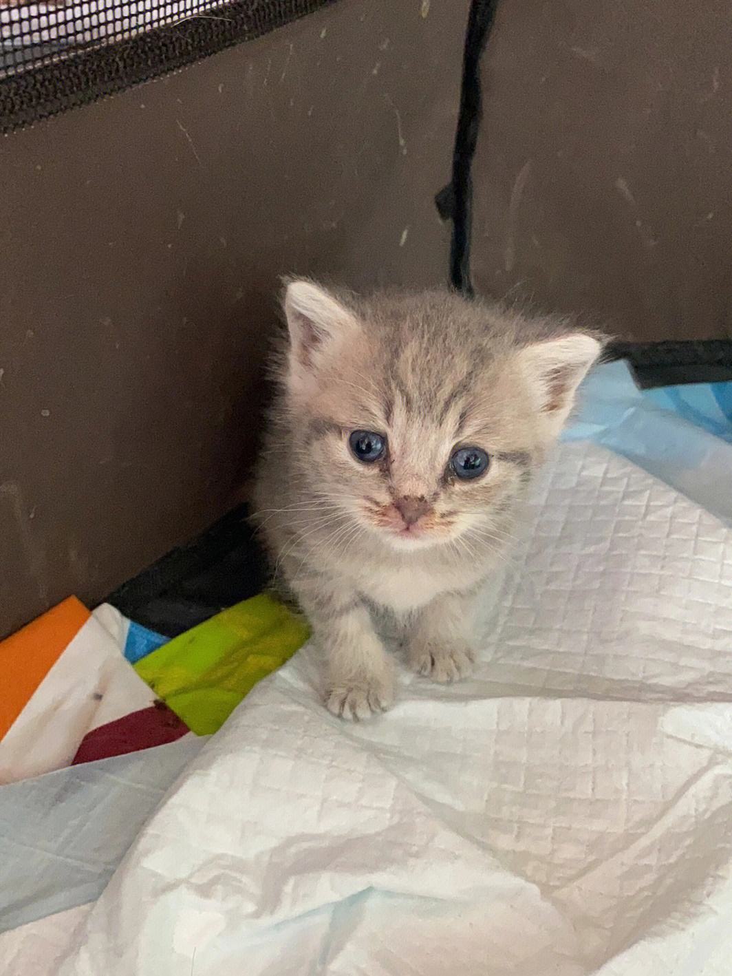 猫咪成长记苹果版猫咪赚悬赏平台苹果版-第2张图片-太平洋在线下载