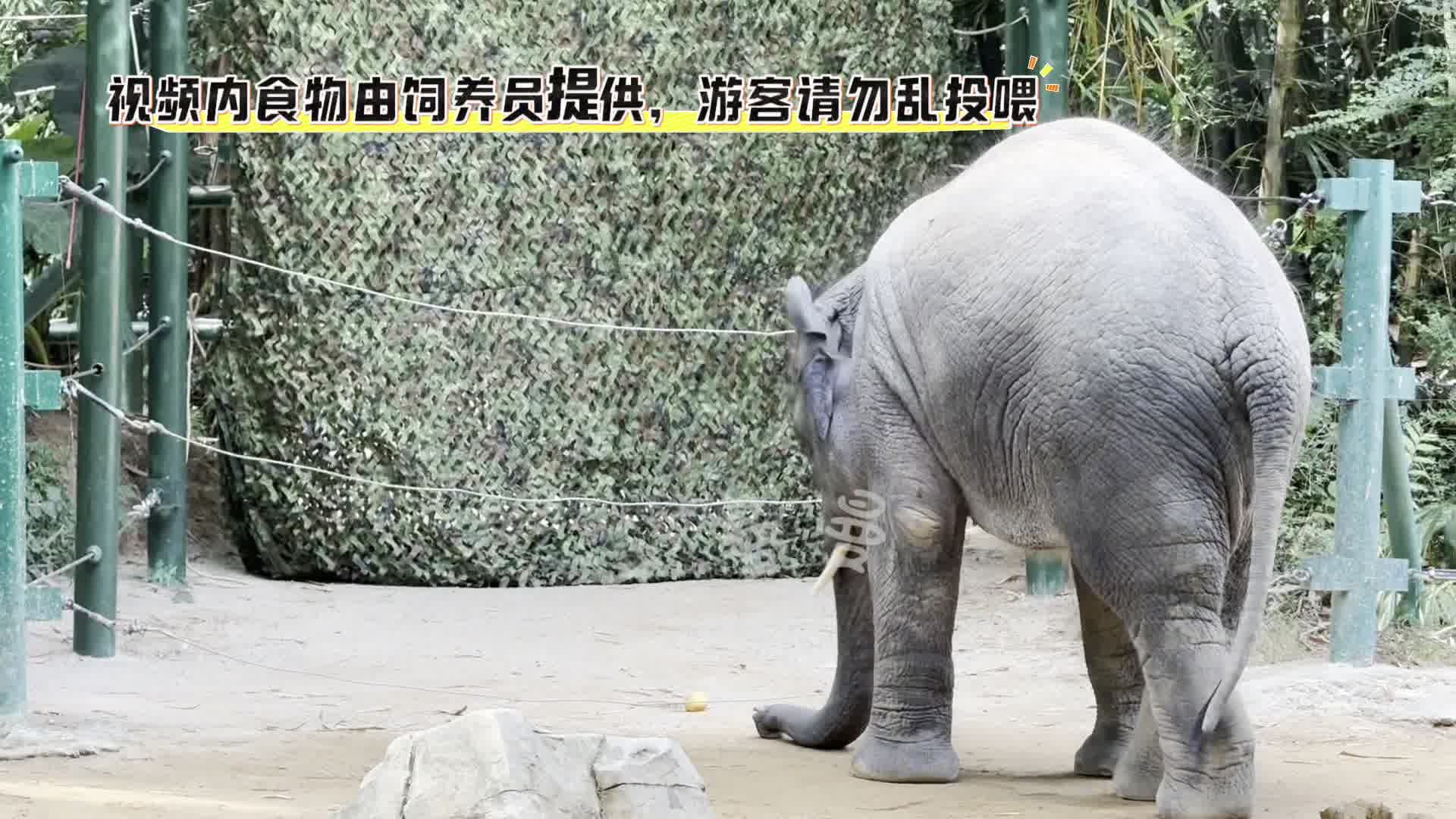 亚洲版小苹果小苹果108版本