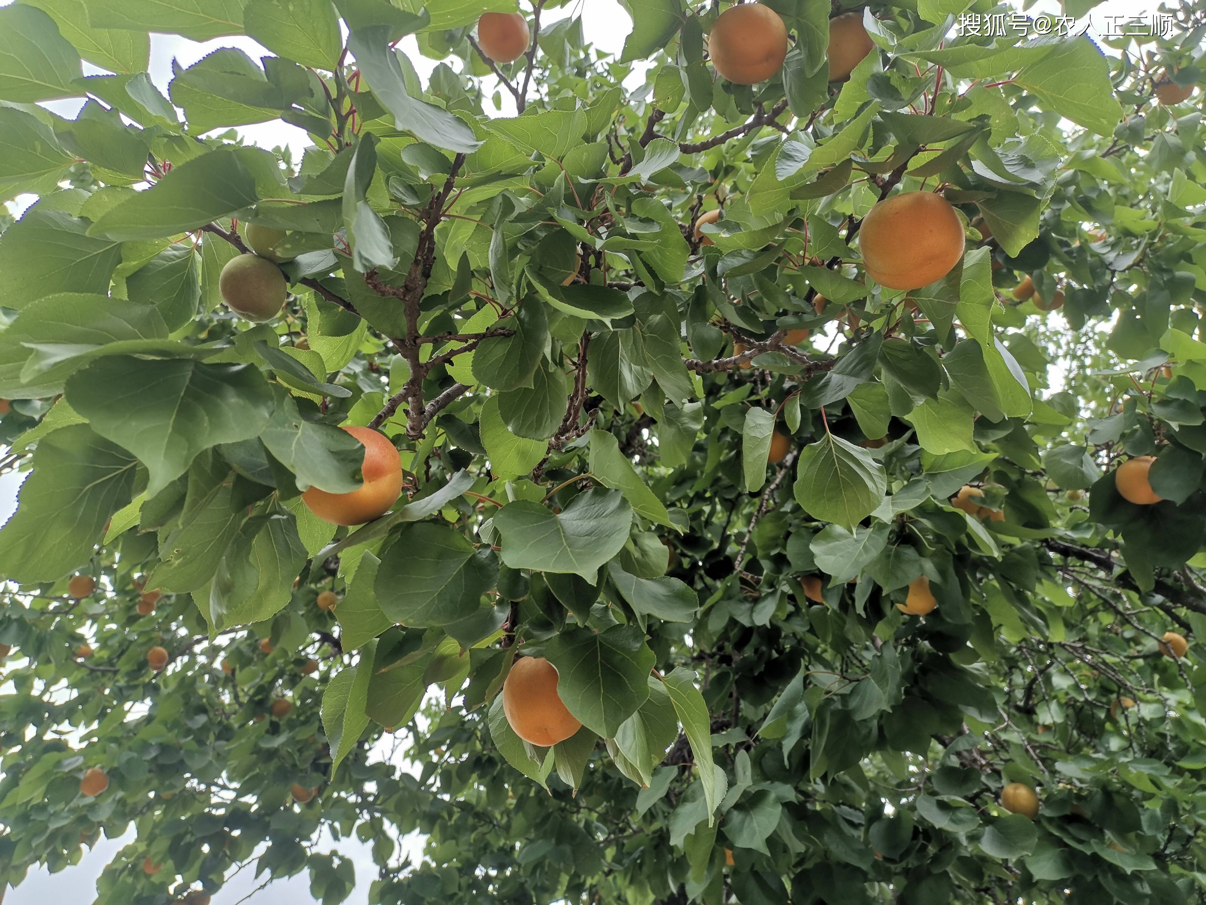 小苹果家乡改编版小苹果改编版大中国