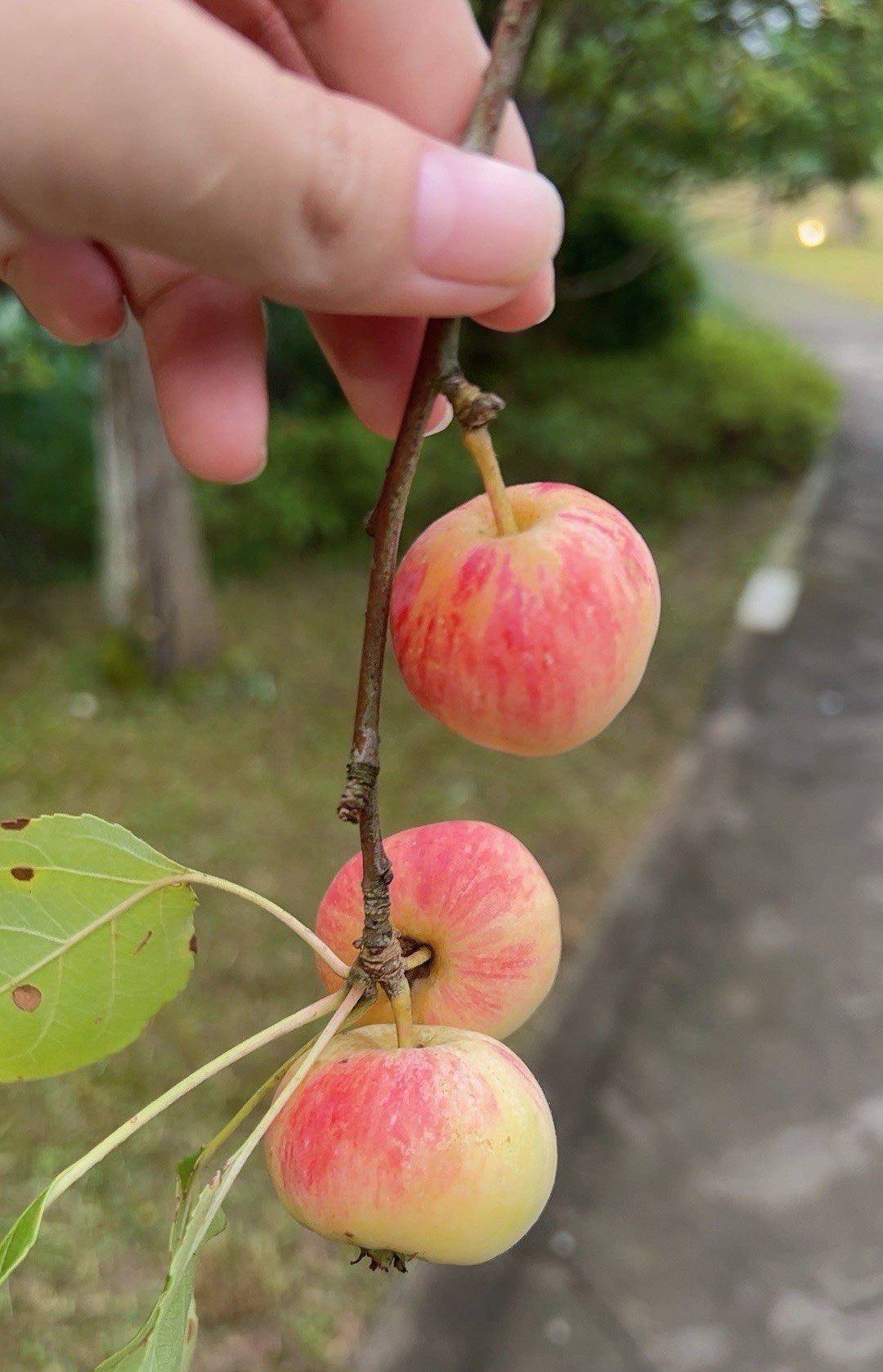湖南版小苹果野生小苹果叫什么果