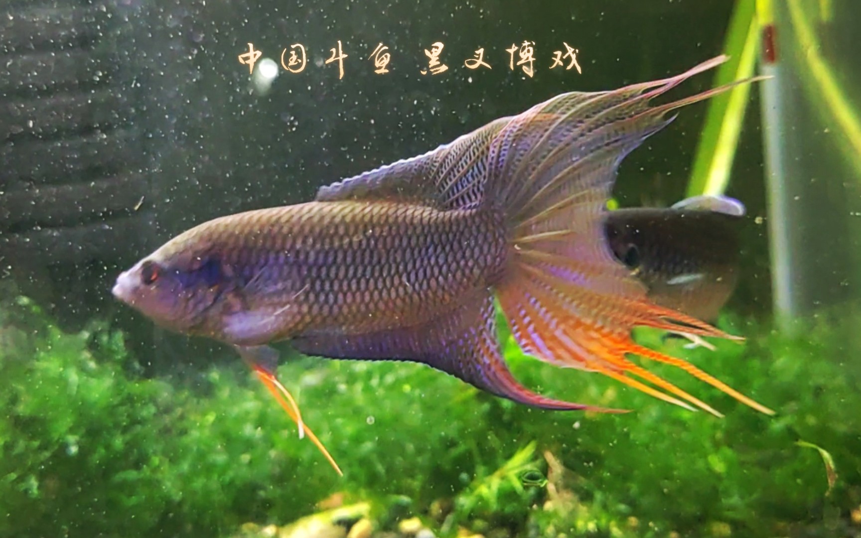 斗鱼hd安卓版斗鱼直播伴侣安卓版-第2张图片-太平洋在线下载