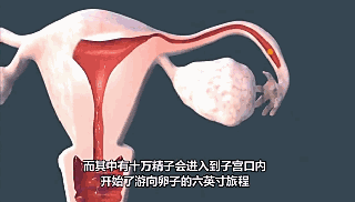精子大战美女手机版街机天蚕变94泄露版下载