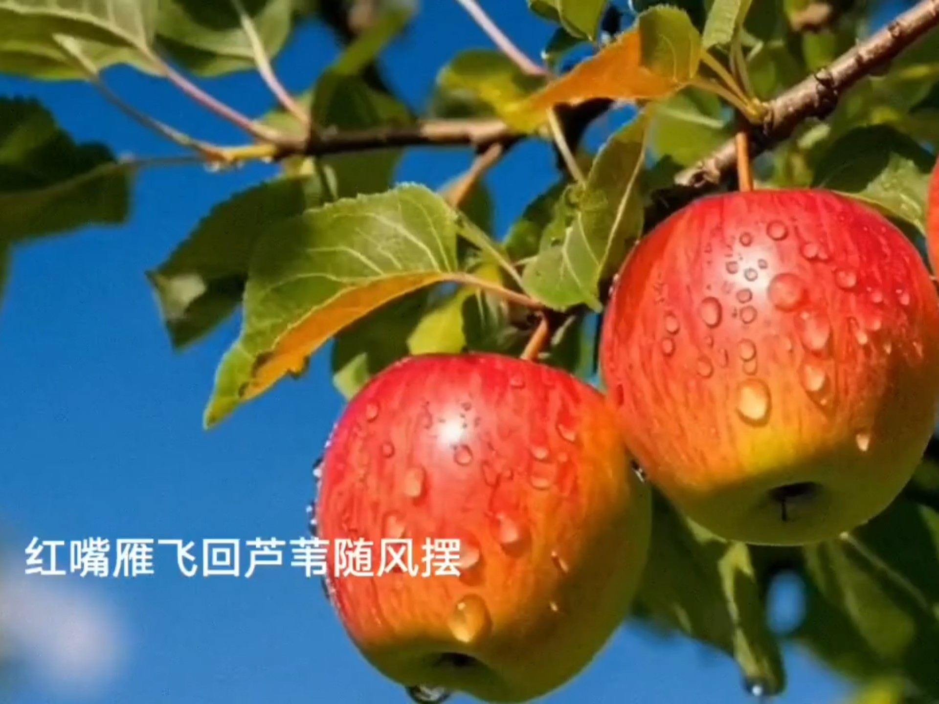 中国版的苹果香毕福剑版的苹果香